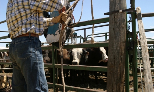 Cody Wyoming Rodeo