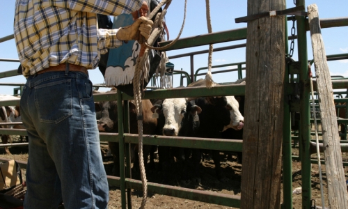 Cody Wyoming Rodeo