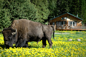 Silver Gate Lodging & Cabins near Cooke City