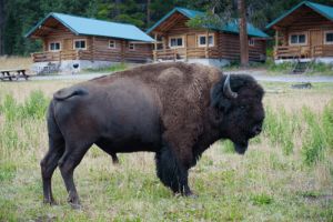 Silver Gate Lodging and Cabins