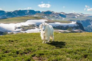 Beartooth Tours | Guided Trips into Yellowstone