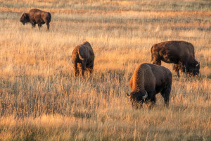 Thermopolis WY | Family Adventure at Every Corner