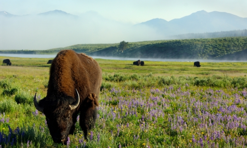 Bison Buffalo Wildlife Yellowstone National Park Lamar Valley Wyoming
