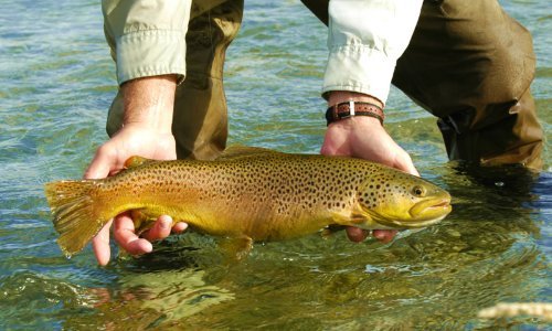 Game & Fish Info