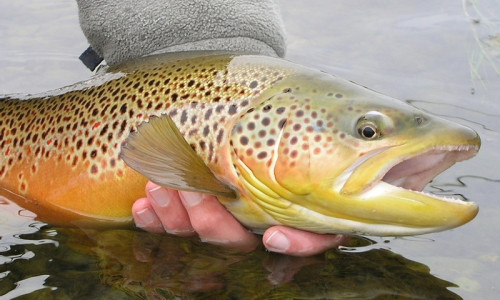 Bighorn River