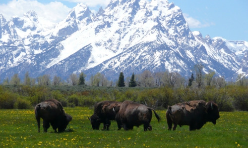 Buffalo, Wyoming